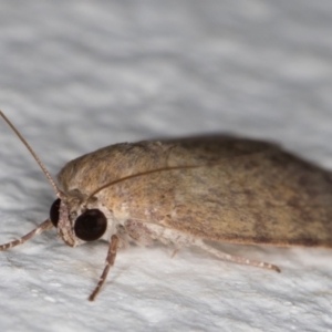 Austrocarea iocephala at Melba, ACT - 23 Feb 2022