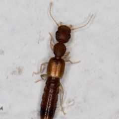Astenus (genus) (A rove beetle) at Melba, ACT - 23 Feb 2022 by kasiaaus
