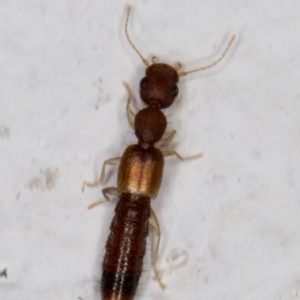 Astenus sp. (genus) at Melba, ACT - 23 Feb 2022