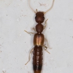 Astenus sp. (genus) at Melba, ACT - 23 Feb 2022