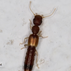 Astenus sp. (genus) at Melba, ACT - 23 Feb 2022