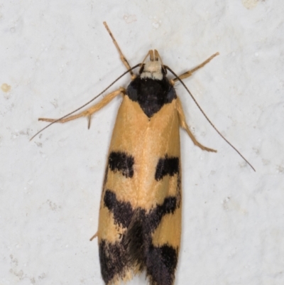 Eulechria ophiodes (A Concealer moth) at Melba, ACT - 24 Feb 2022 by kasiaaus