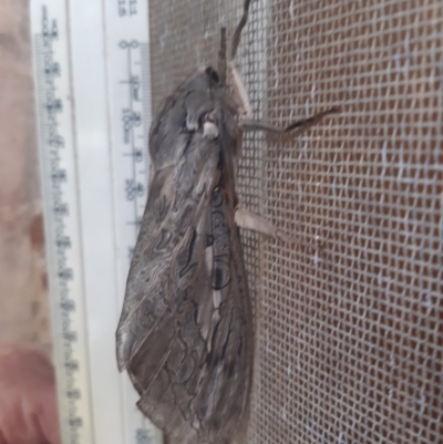 Abantiades marcidus (A ghost moth) at Kerang, VIC - 8 Apr 2022 by nej