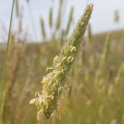 Phalaris aquatica (Phalaris, Australian Canary Grass) at Chakola, NSW - 26 Dec 2021 by MichaelBedingfield