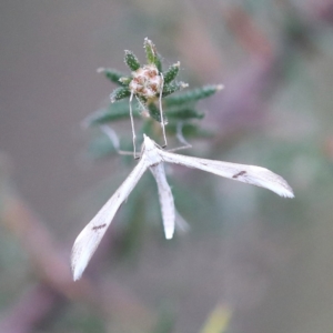 Platyptilia celidotus at O'Connor, ACT - 6 Apr 2022 01:15 PM