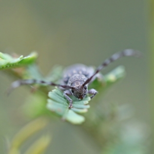 Ancita sp. (genus) at O'Connor, ACT - 6 Apr 2022