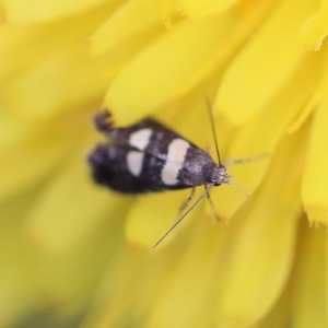 Glyphipterix chrysoplanetis at O'Connor, ACT - 6 Apr 2022