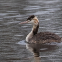 Podiceps cristatus (Great Crested Grebe) at West Belconnen Pond - 8 Apr 2022 by rawshorty