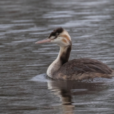Podiceps cristatus (Great Crested Grebe) at Dunlop, ACT - 8 Apr 2022 by rawshorty
