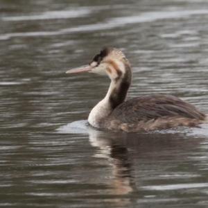 Podiceps cristatus at Dunlop, ACT - 8 Apr 2022