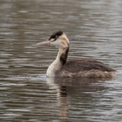 Podiceps cristatus at Dunlop, ACT - 8 Apr 2022