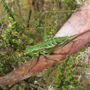 Chlorodectes montanus at Brindabella, NSW - 21 Mar 2022