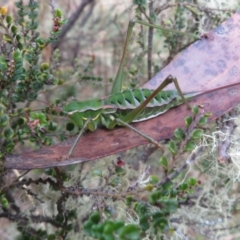 Chlorodectes montanus at Brindabella, NSW - 21 Mar 2022