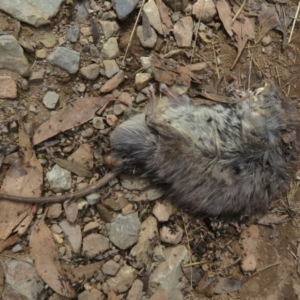 Rattus fuscipes at Cotter River, ACT - 21 Mar 2022