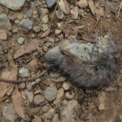 Rattus fuscipes (Bush Rat) at Namadgi National Park - 21 Mar 2022 by Christine