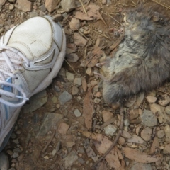 Rattus fuscipes at Cotter River, ACT - 21 Mar 2022