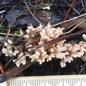 Clavulina sp. at Cooma, NSW - 8 Apr 2022