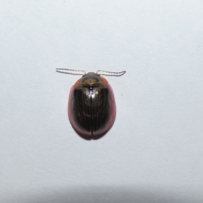 Paropsisterna agricola (Eucalyptus leaf beetle) at Jindabyne, NSW - 12 Mar 2022 by Amata