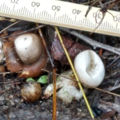 Geastrum sp. (genus) (An earthstar) at Cooma, NSW - 8 Apr 2022 by mahargiani