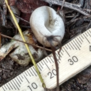 Geastrum sp. at Cooma, NSW - 8 Apr 2022 11:24 AM