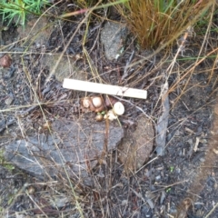 Geastrum sp. at Cooma, NSW - 8 Apr 2022 11:24 AM