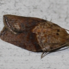 Epiphyas postvittana (Light Brown Apple Moth) at Tathra, NSW - 15 Mar 2022 by KerryVance