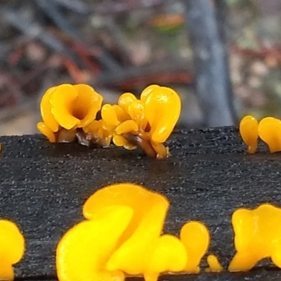 Dacryopinax spathularia (Dacryopinax spathularia) at Cooma, NSW - 8 Apr 2022 by mahargiani