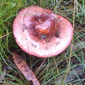 Russula sp. (genus) at Cooma, NSW - 8 Apr 2022 10:28 AM