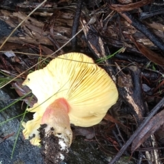 Russula sp. (genus) at Cooma, NSW - 8 Apr 2022 10:28 AM