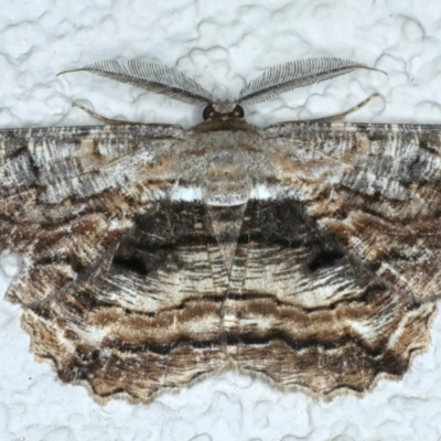Scioglyptis lyciaria (White-patch Bark Moth) at Ainslie, ACT - 3 Apr 2022 by jb2602