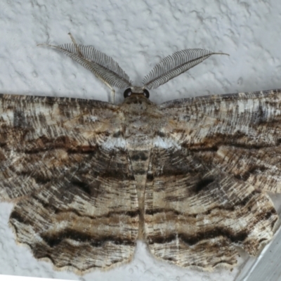 Scioglyptis lyciaria (White-patch Bark Moth) at Ainslie, ACT - 4 Apr 2022 by jb2602