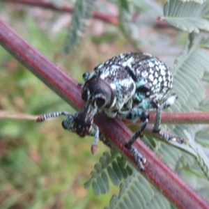 Chrysolopus spectabilis at Cotter River, ACT - 21 Mar 2022