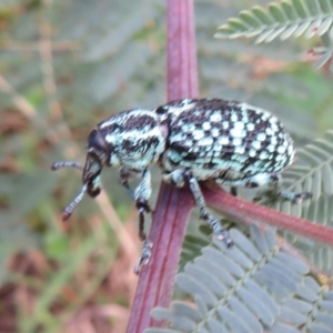 Chrysolopus spectabilis at Cotter River, ACT - 21 Mar 2022