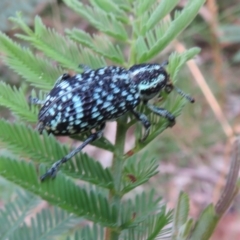 Chrysolopus spectabilis at Cotter River, ACT - 21 Mar 2022 03:26 PM