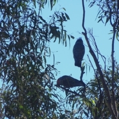 Callocephalon fimbriatum (Gang-gang Cockatoo) at Wambrook, NSW - 4 Apr 2022 by Mike