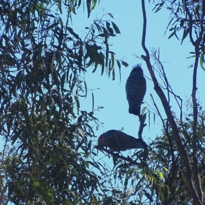 Callocephalon fimbriatum (Gang-gang Cockatoo) at Wambrook, NSW - 4 Apr 2022 by Mike