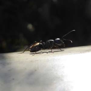 Camponotus aeneopilosus at Evatt, ACT - suppressed