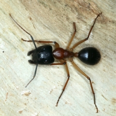 Camponotus nigriceps at Ainslie, ACT - 4 Apr 2022