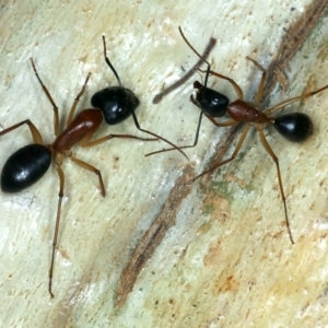 Camponotus nigriceps at Ainslie, ACT - 4 Apr 2022