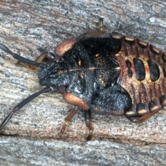 Notius depressus (Shield bug) at Ainslie, ACT - 4 Apr 2022 by jb2602