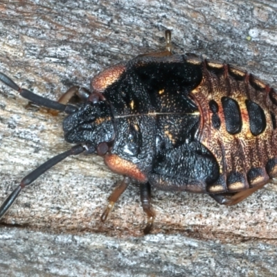 Notius depressus (Shield bug) at Ainslie, ACT - 4 Apr 2022 by jb2602