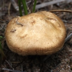 Inocybe sp. (Inocybe) at Molonglo Valley, ACT - 19 Mar 2022 by CanberraFungiGroup