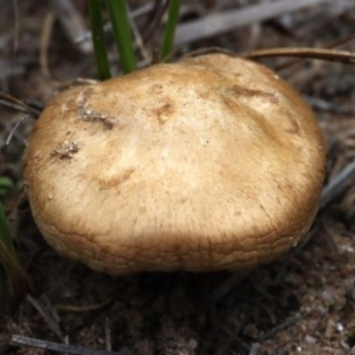 Inocybe sp. (Inocybe) at Molonglo Valley, ACT - 18 Mar 2022 by CanberraFungiGroup