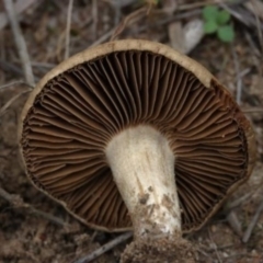 Inocybe sp. at Molonglo Valley, ACT - 19 Mar 2022