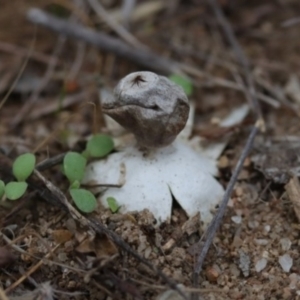 Geastrum sp. at Molonglo Valley, ACT - 19 Mar 2022 10:00 AM