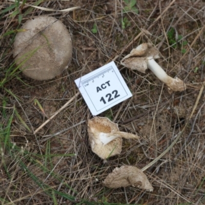 Russula sp. (Russula) at Molonglo Valley, ACT - 18 Mar 2022 by CanberraFungiGroup