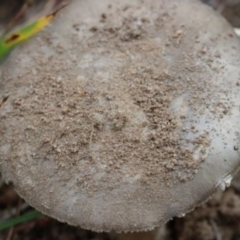 Russula sp. (genus) at Molonglo Valley, ACT - 19 Mar 2022 10:00 AM