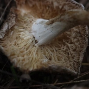 Russula sp. at Molonglo Valley, ACT - 19 Mar 2022