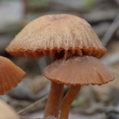 Laccaria sp. (Laccaria) at Molonglo Valley, ACT - 19 Mar 2022 by CanberraFungiGroup