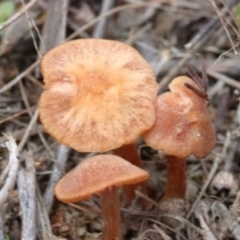 Laccaria sp. at Molonglo Valley, ACT - 19 Mar 2022